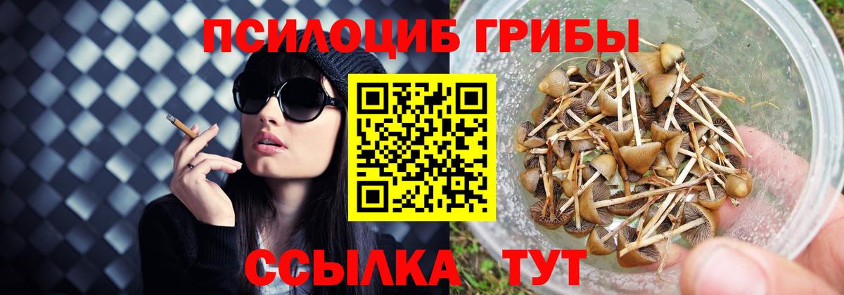 Курчатов  Галлюциногенные грибы прущие грибы  Вход с VPN  Псилоцибиновые грибы GOLDEN TEACHER 